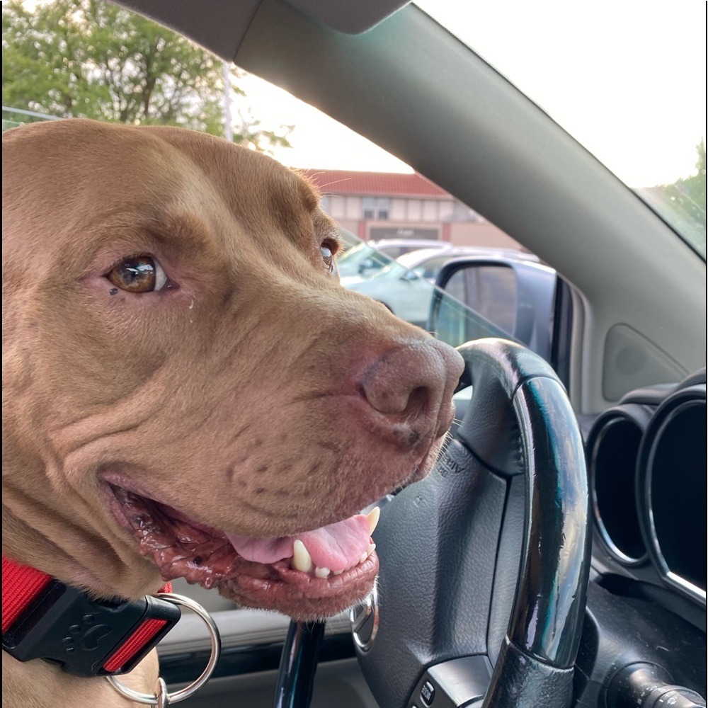 Meet your Posher, Patrick